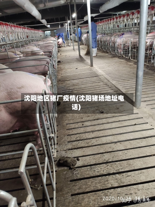沈阳地区猪厂疫情(沈阳猪场地址电话)-第3张图片
