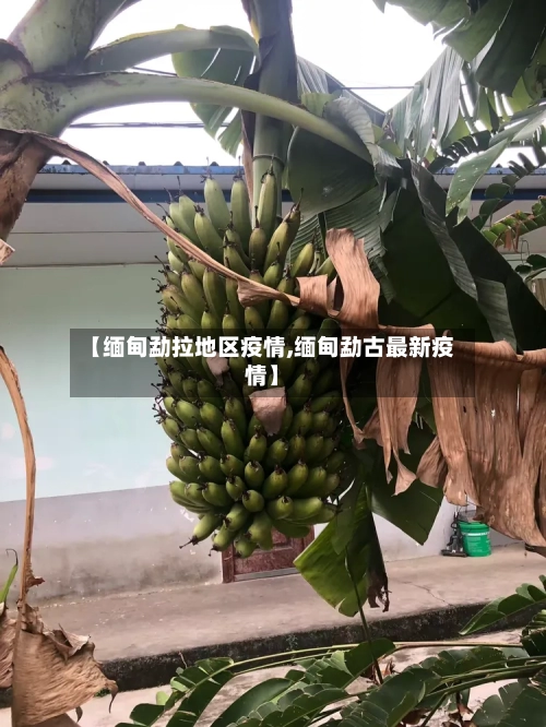 【缅甸勐拉地区疫情,缅甸勐古最新疫情】