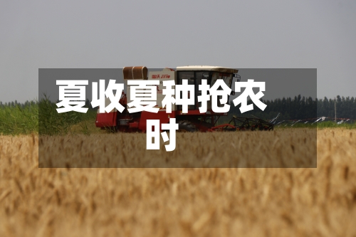夏收夏种抢农时-第2张图片