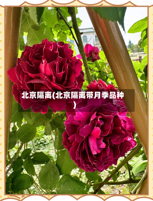 北京隔离(北京隔离带月季品种)